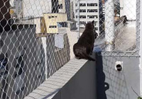 Rede de Proteção para Gatos São Paulo SP