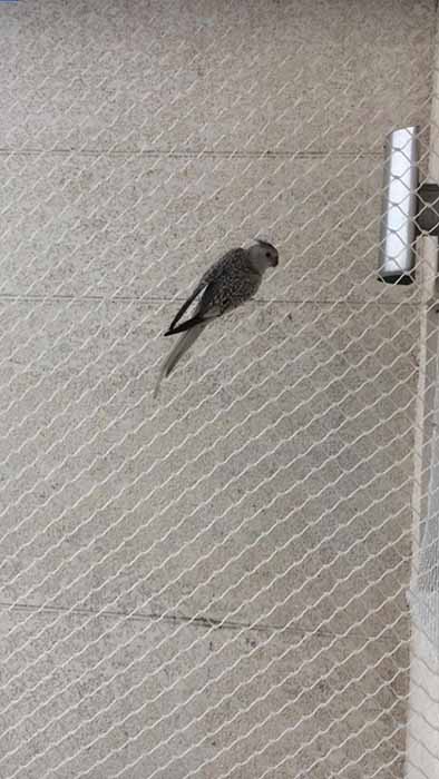 Redes de Proteção Vila Ré São Paulo SP